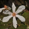 Magnolia kobus -- Kobushi-Magnolie